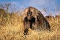 151 Simien Mountains, gelada